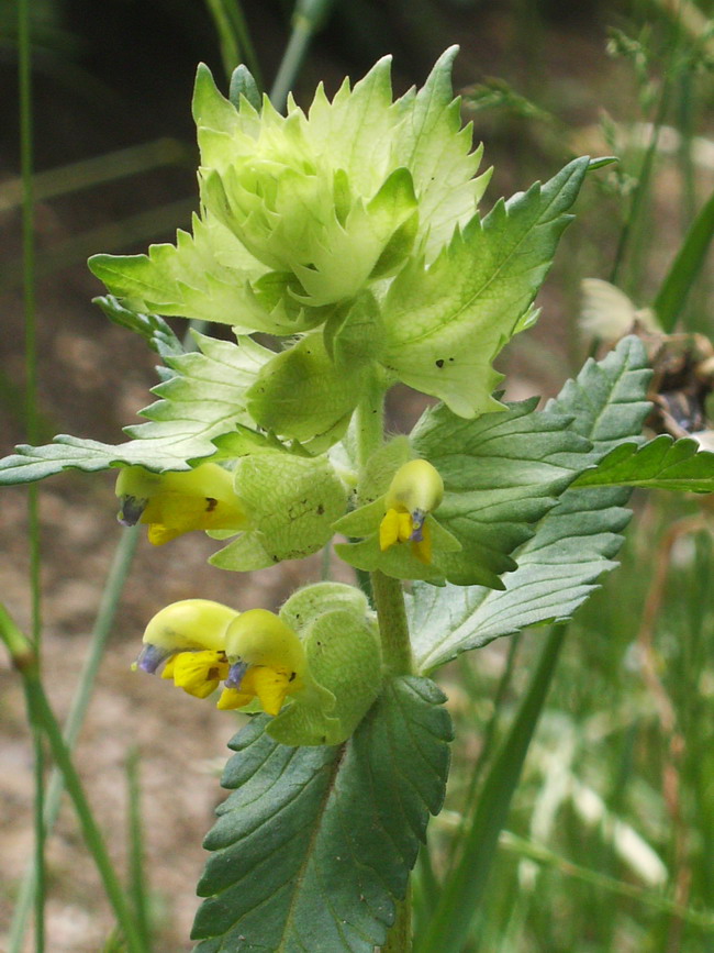 Lamium, no Rhinanthus angustifolius